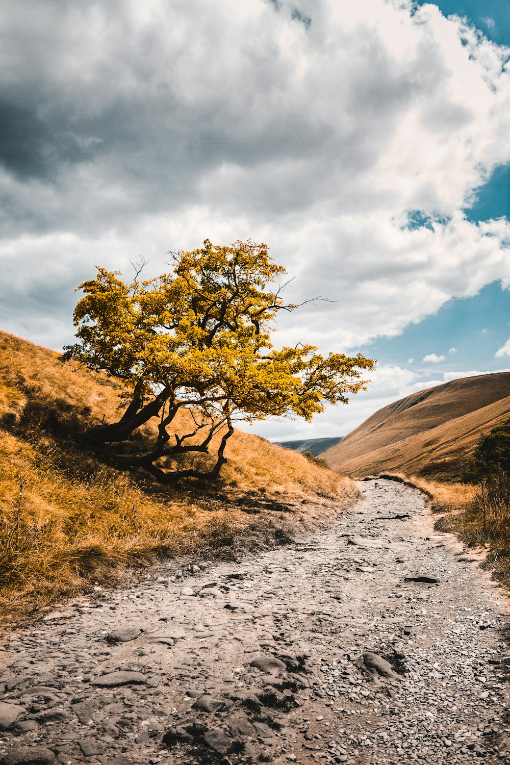 a lone tree on the side of a dirt road