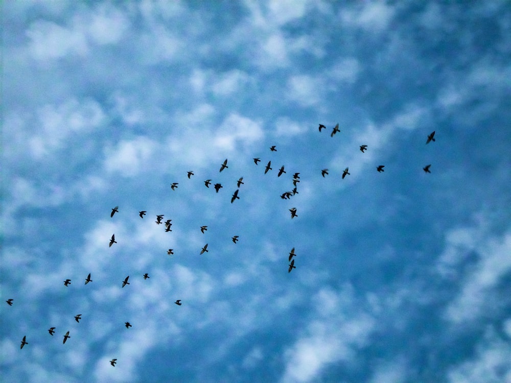 flock of birds flying