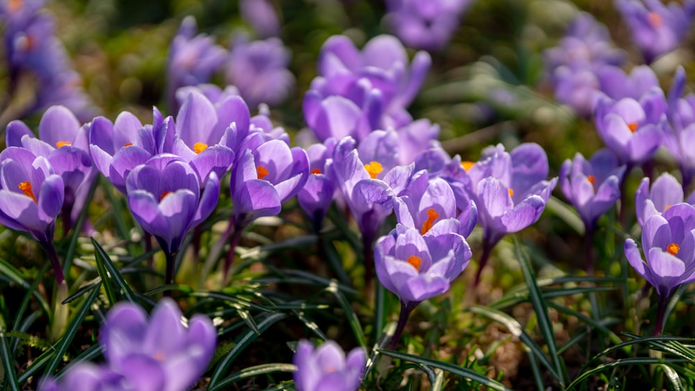 a bunch of purple flowers that are in the grass