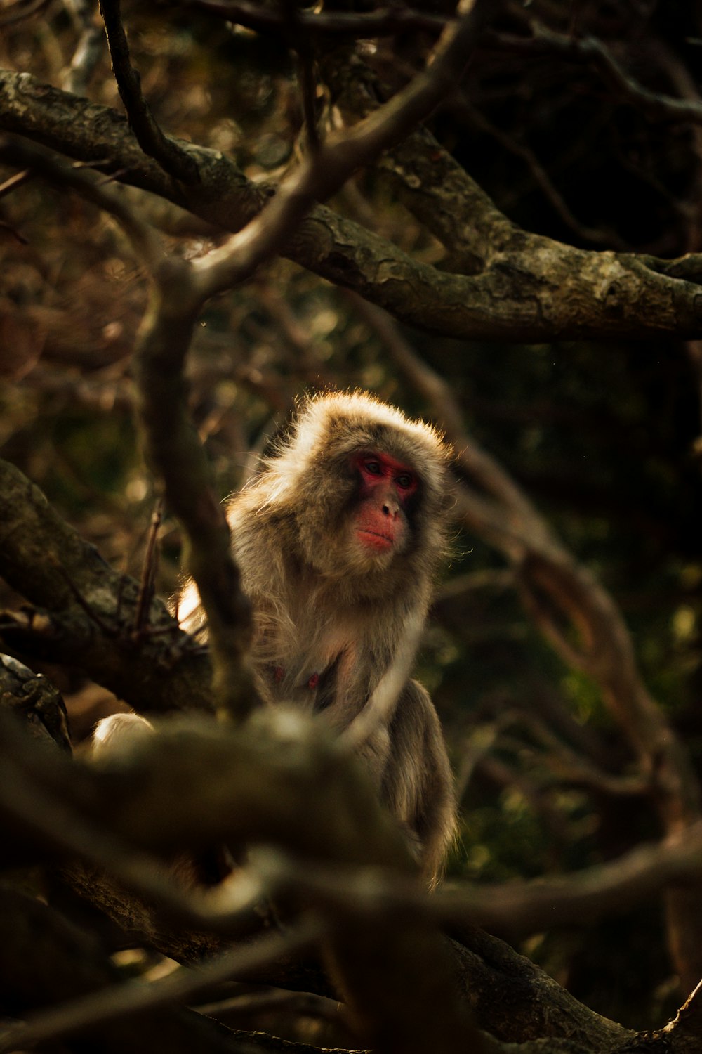 a monkey sitting on a tree branch in a forest