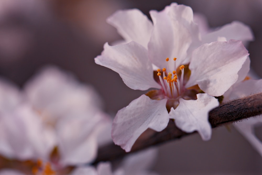 a close up of a flower on a tree branch