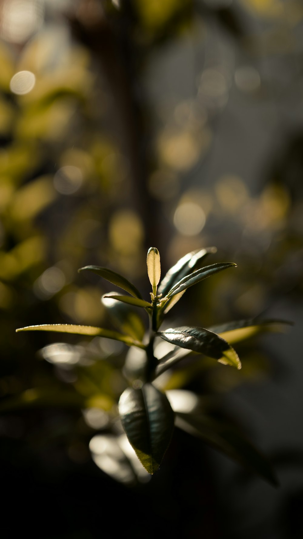 Fotografía de enfoque selectivo de plantas de hojas verdes