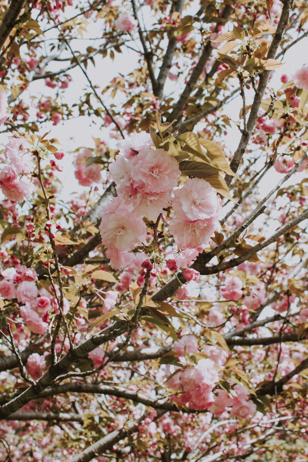 close-up photo of pink petaled flower