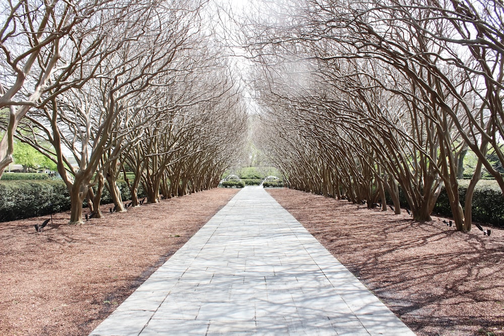 landscape of a park road in winter