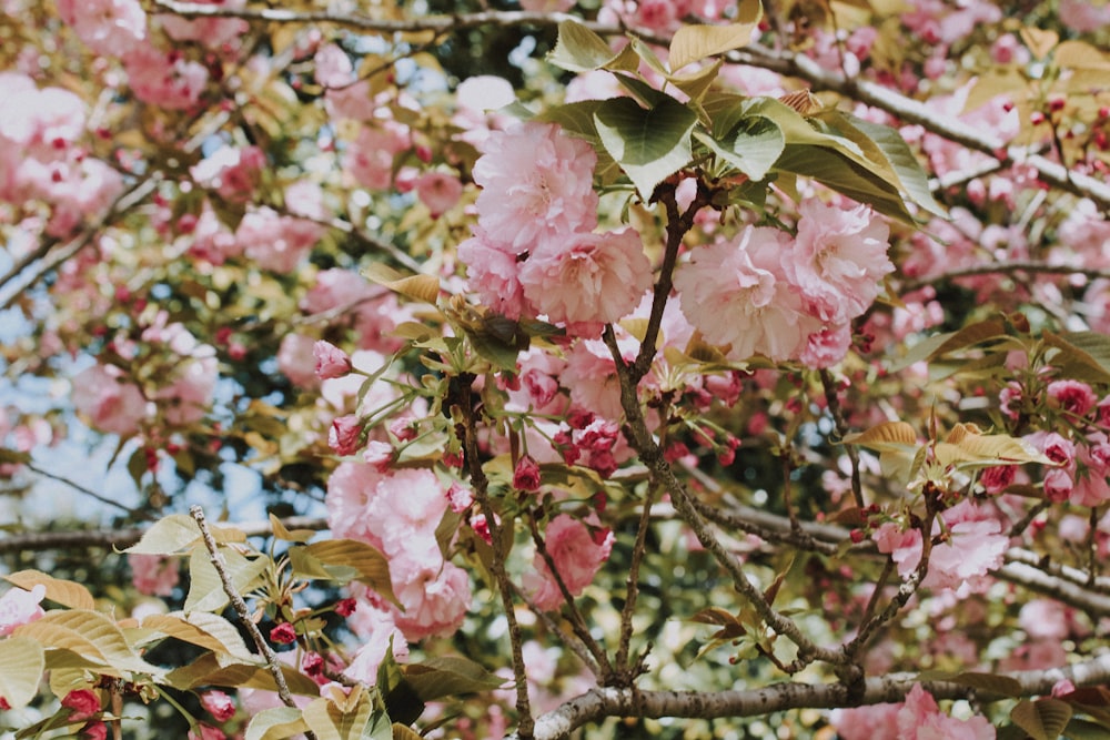 selective focus photography of pink-petaled flower