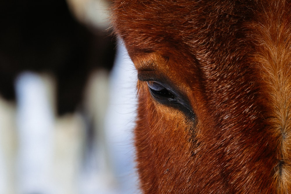 a close up of a horse's eye with other horses in the background