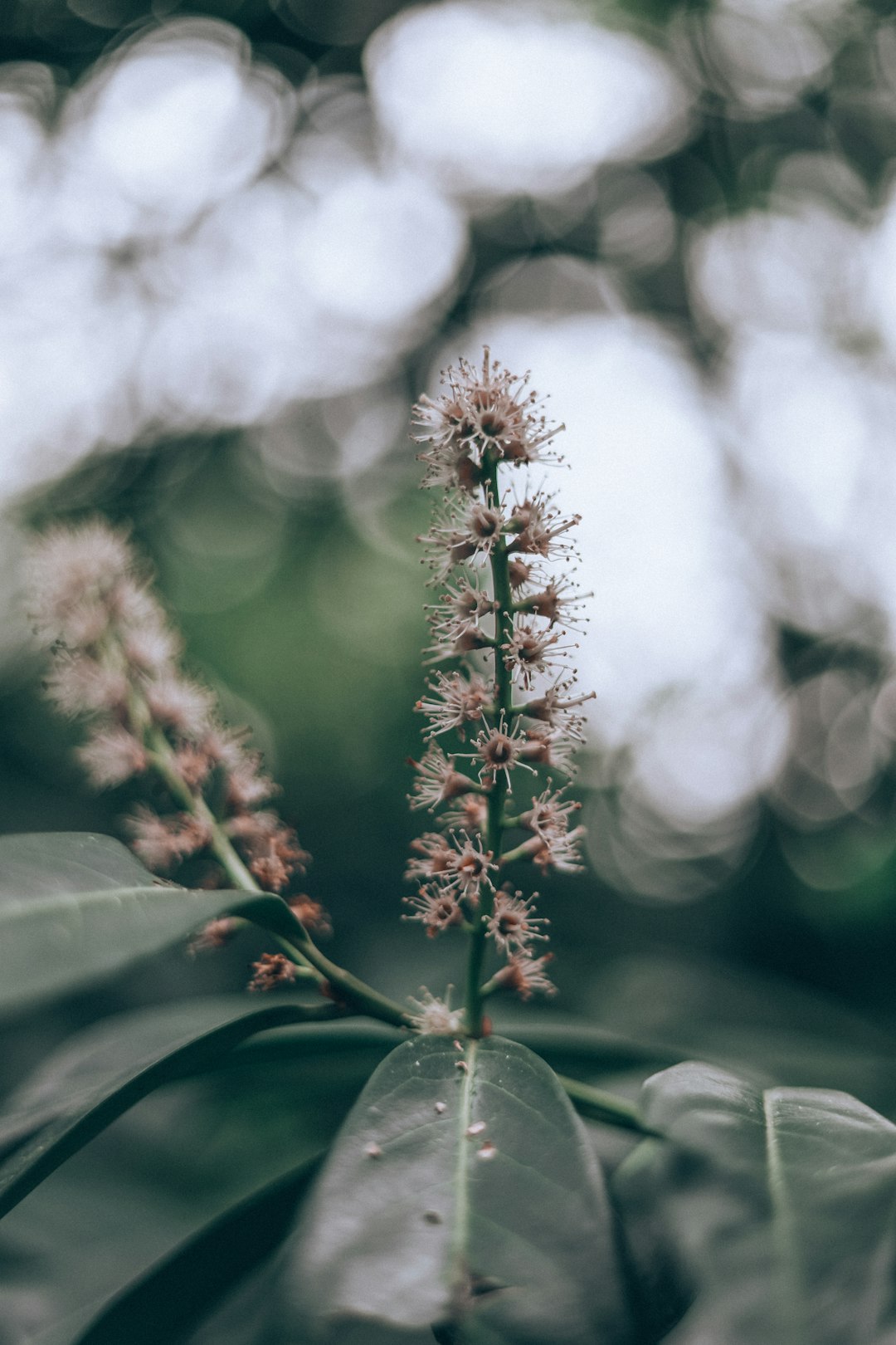 selective focus photography of brown and green plant