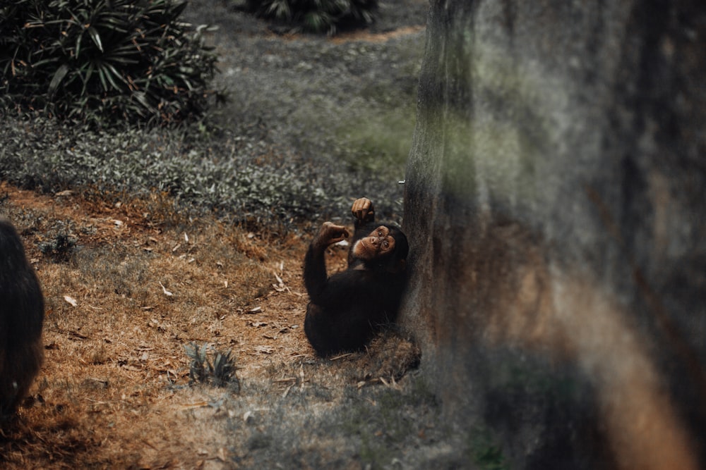 monkey leaning on rock formation