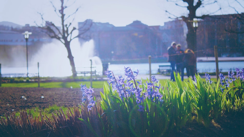 shallow focus photo of blue flowers