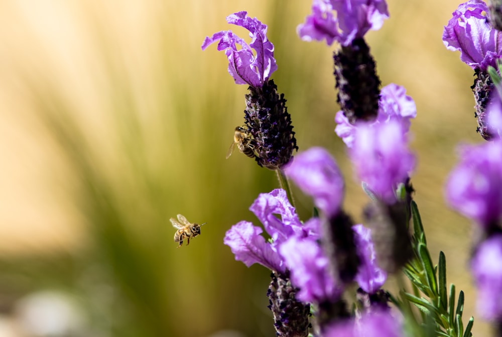 bee flying near lavender flowers