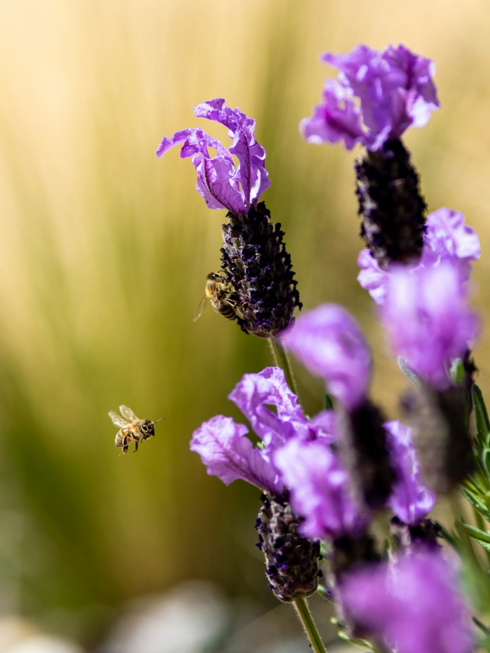 purple petaled flower