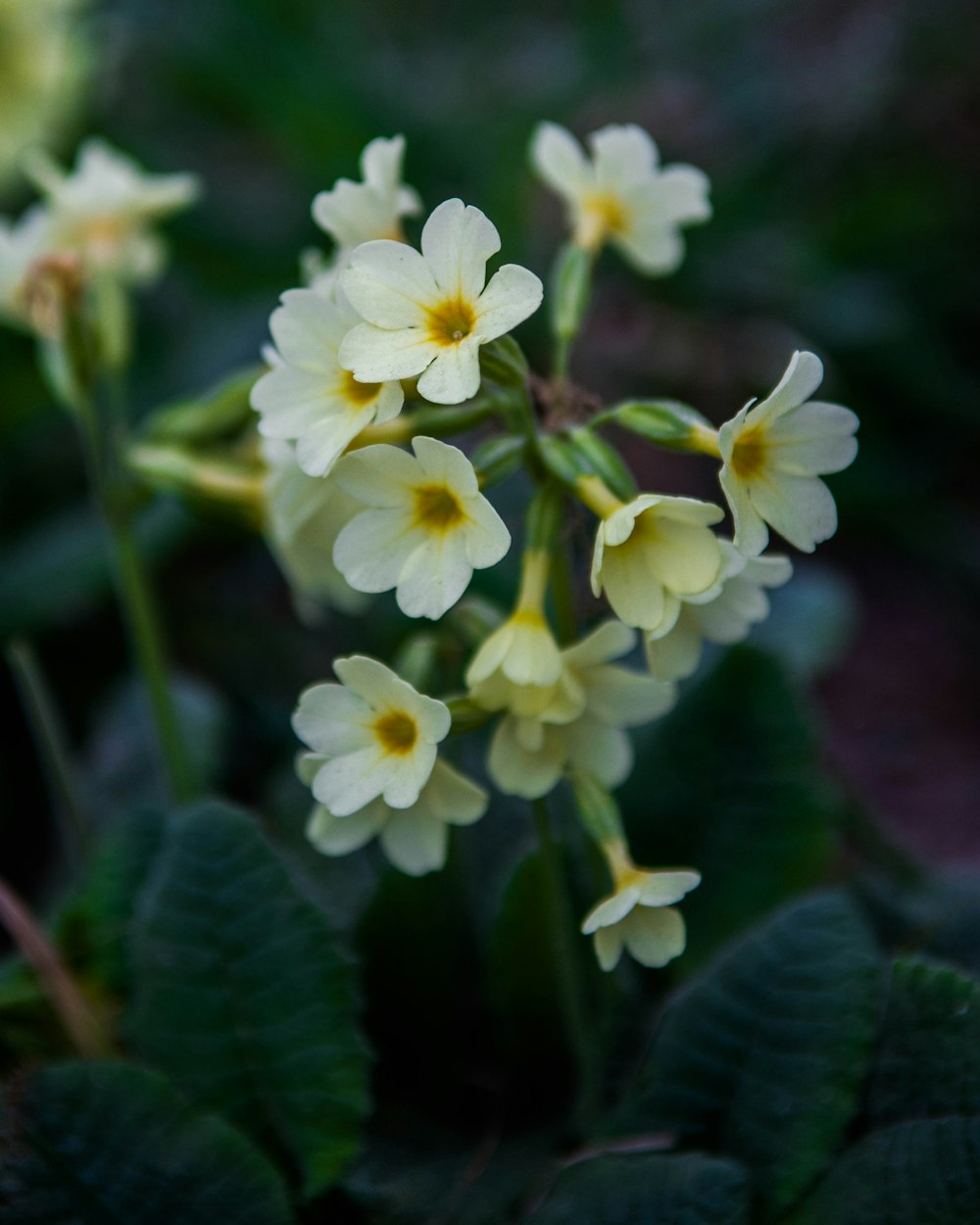 white petaled flowers