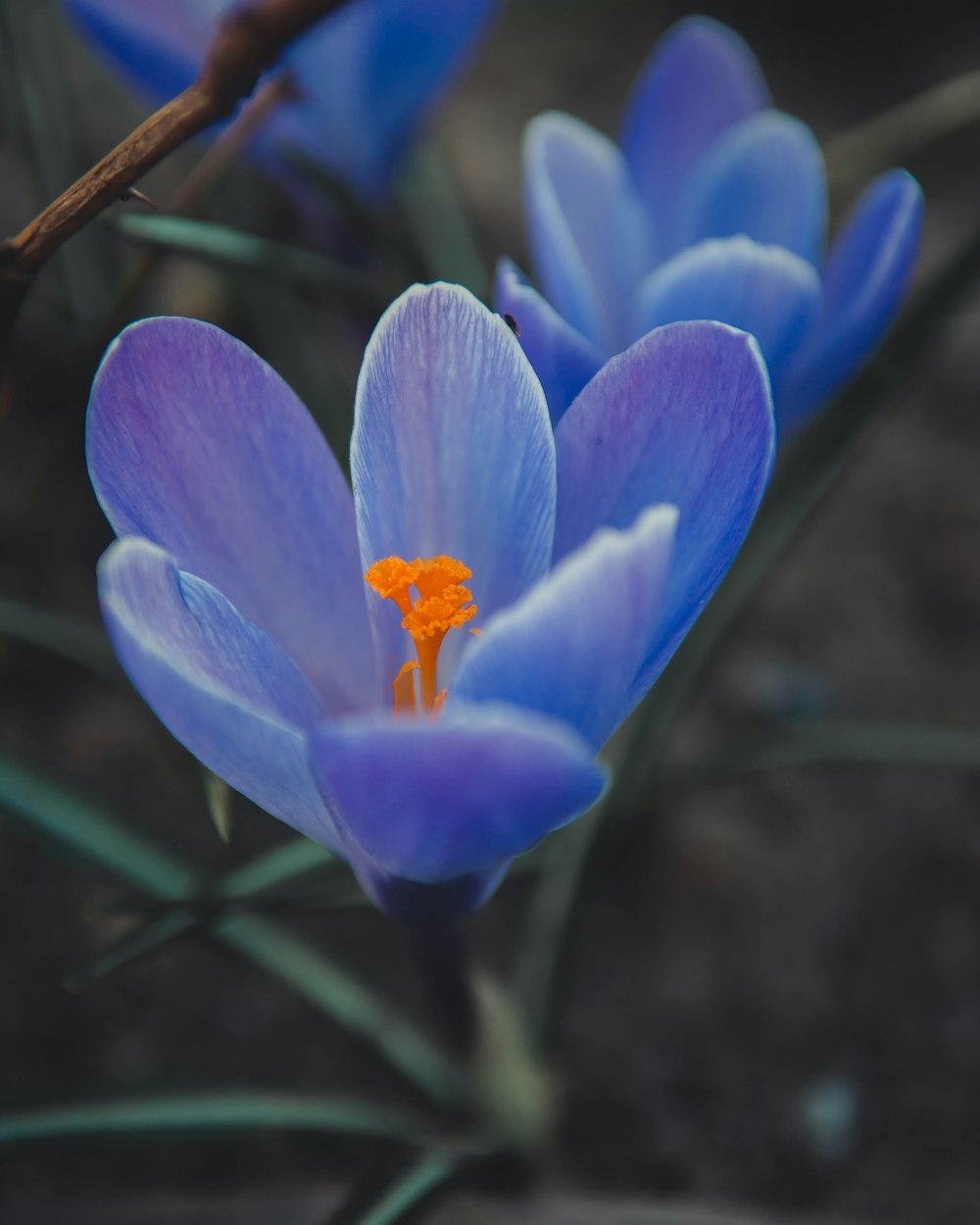 fotografia em close-up da flor de pétala azul