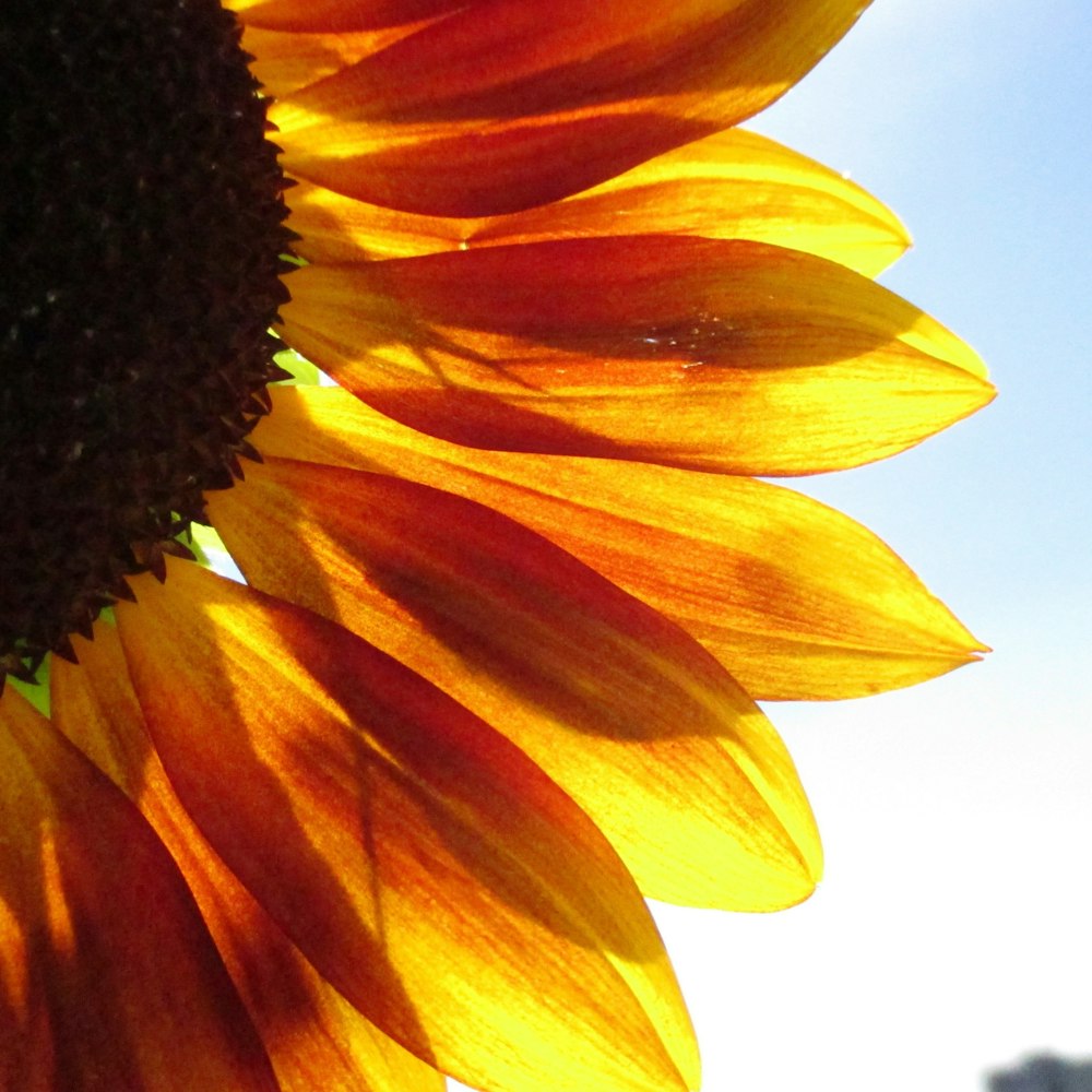 shallow focus photo of sunflower