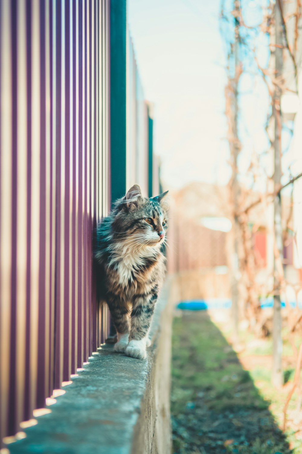 short-furred black and white cat on fence during daytime