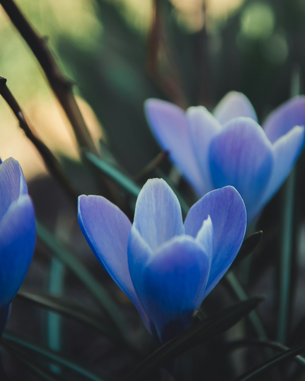 foto de enfoque superficial de flores azules