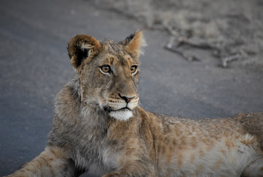 lion cub lying on ground