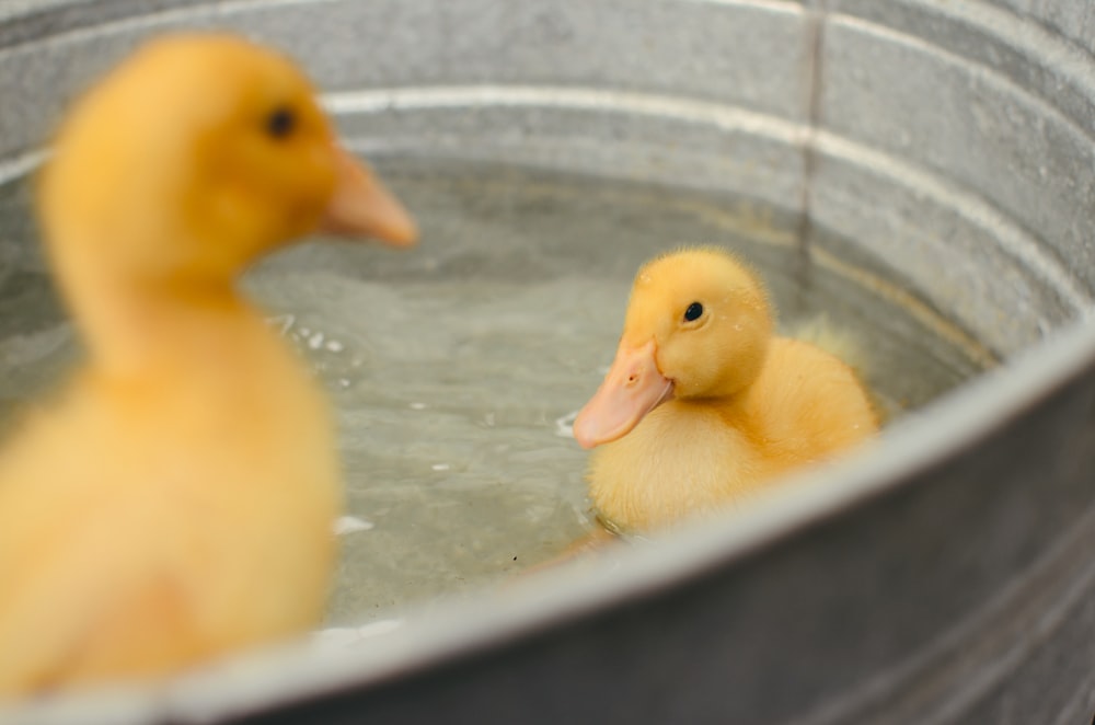 two ducklings on bowl