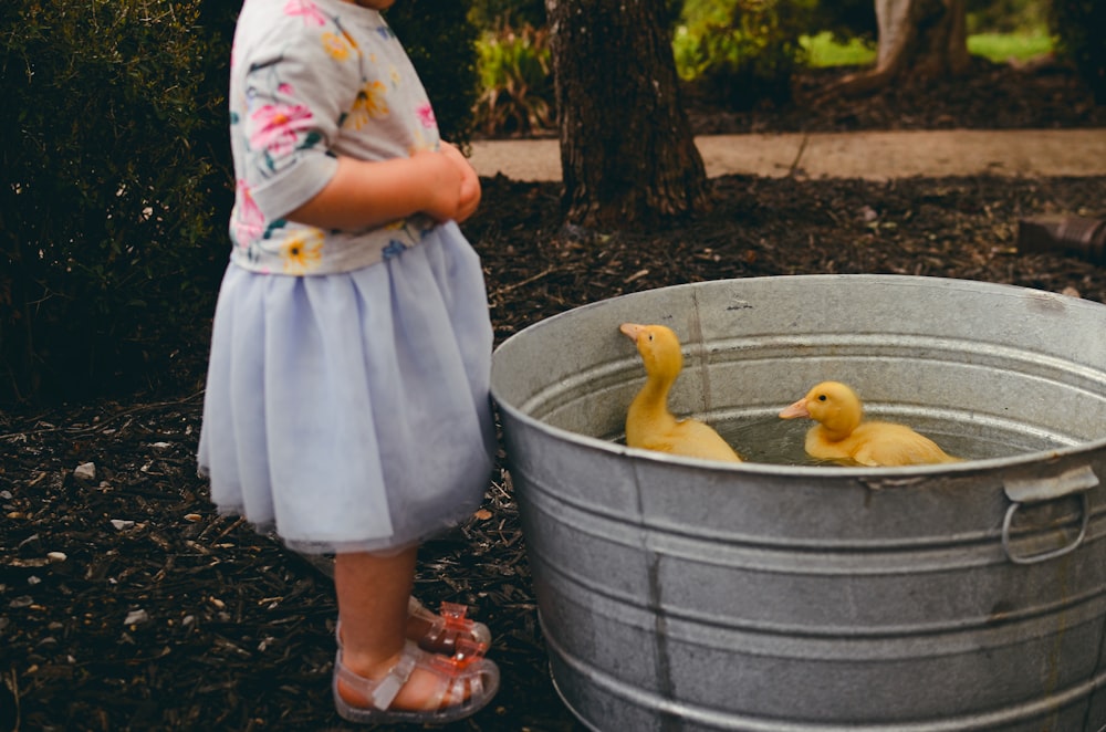 two yellow ducklings in bucket