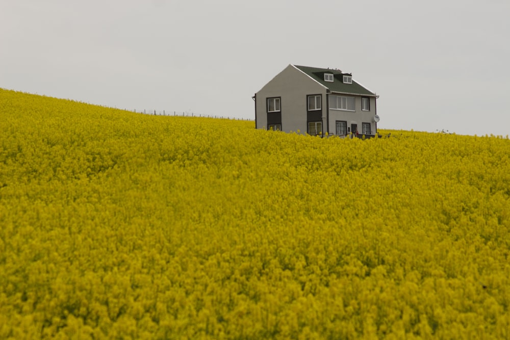 yellow flower field