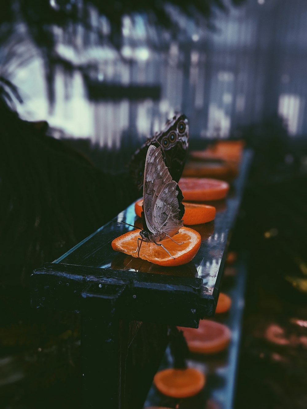 selective focus photography of brown butterfly on sliced orange lime
