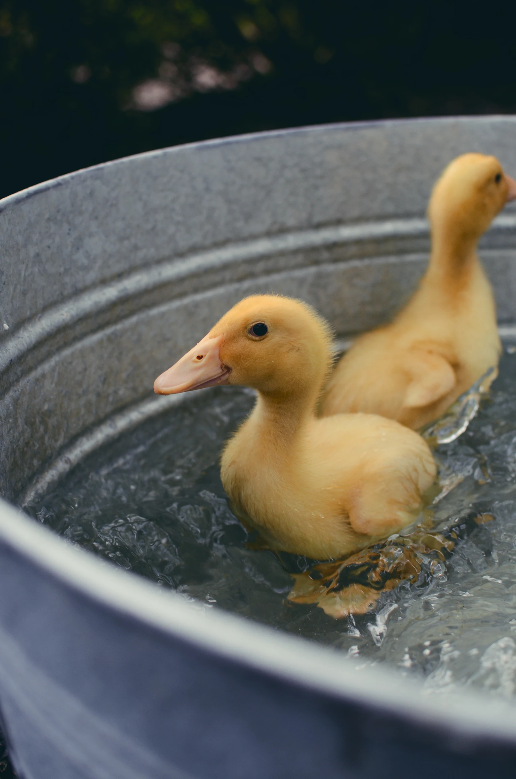 Two yellow ducklings paddling in a galvanized metal wash tub
