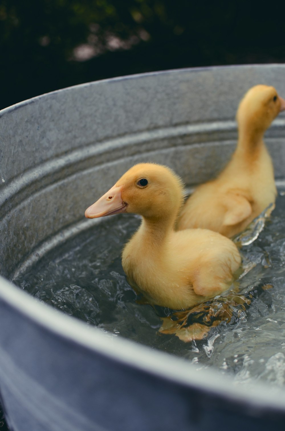 two yellow ducklings on water inside basin