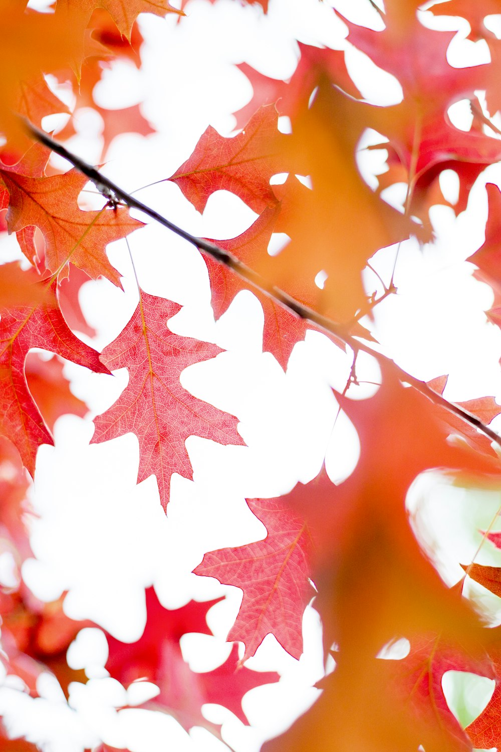 red maple leaf