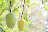 Two green mangoes hang from a tree branch surrounded by lush, light-green leaves in a softly blurred background.
