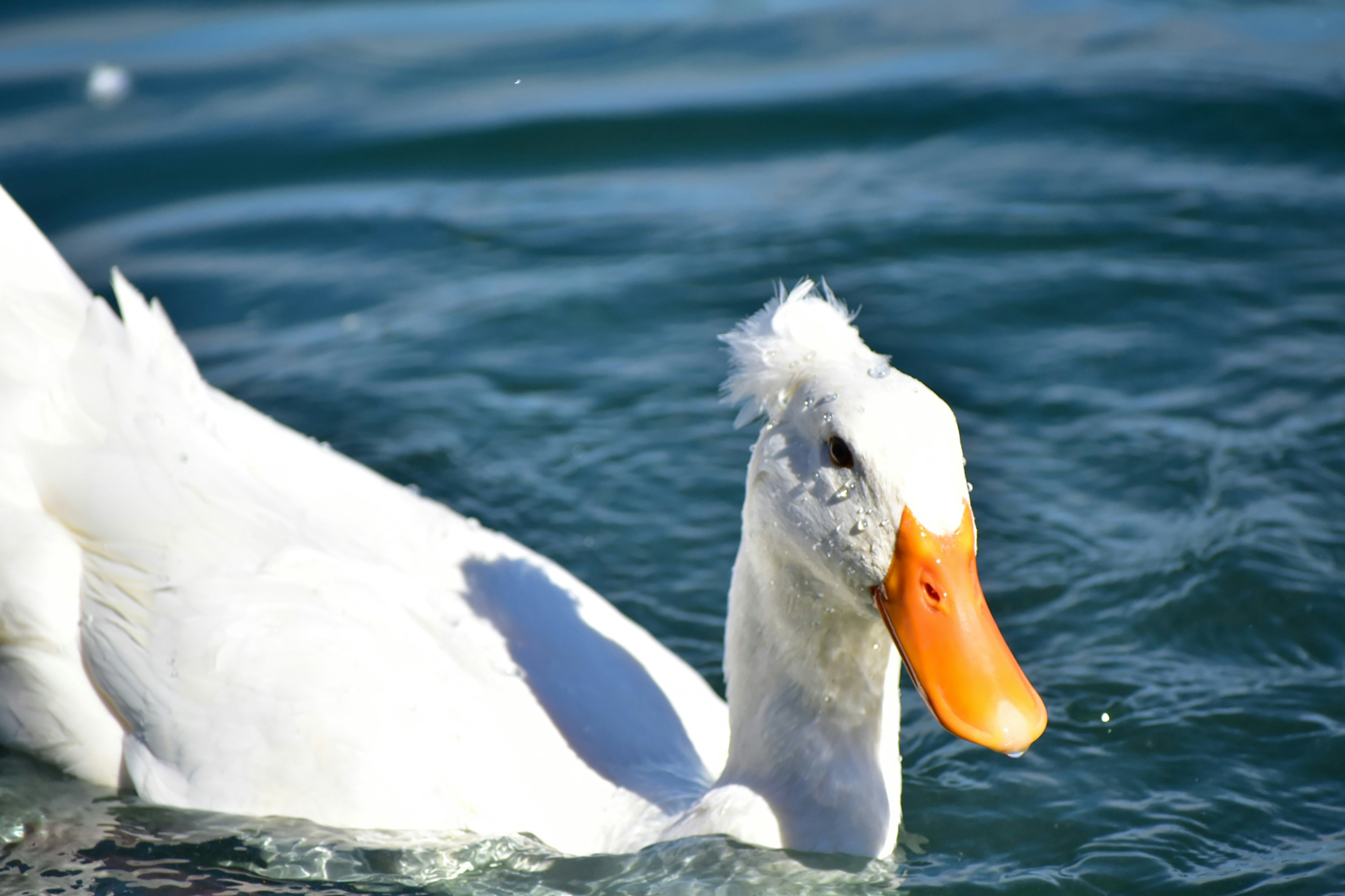 Photo by burgerturtlegames