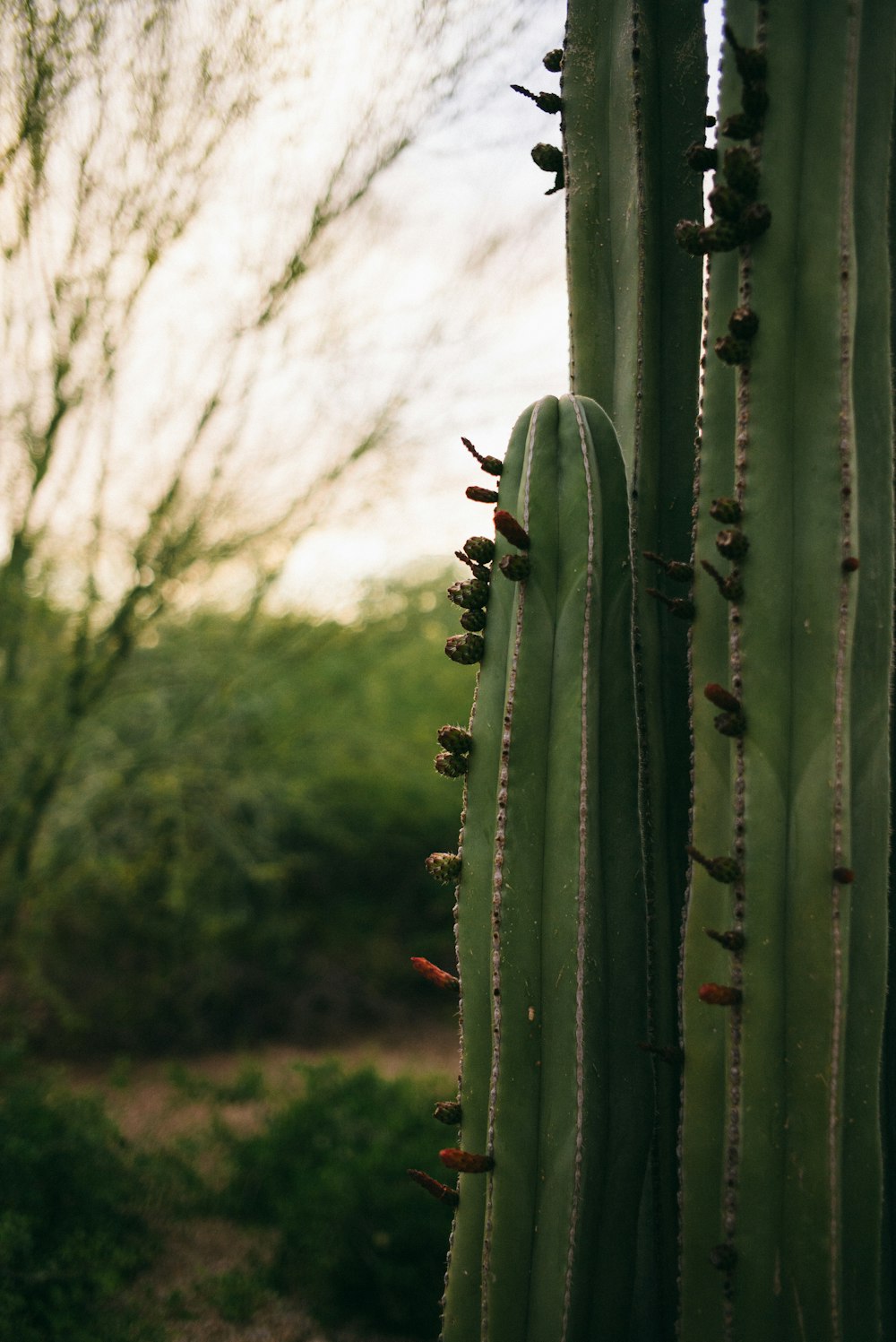 green cactus during daytime