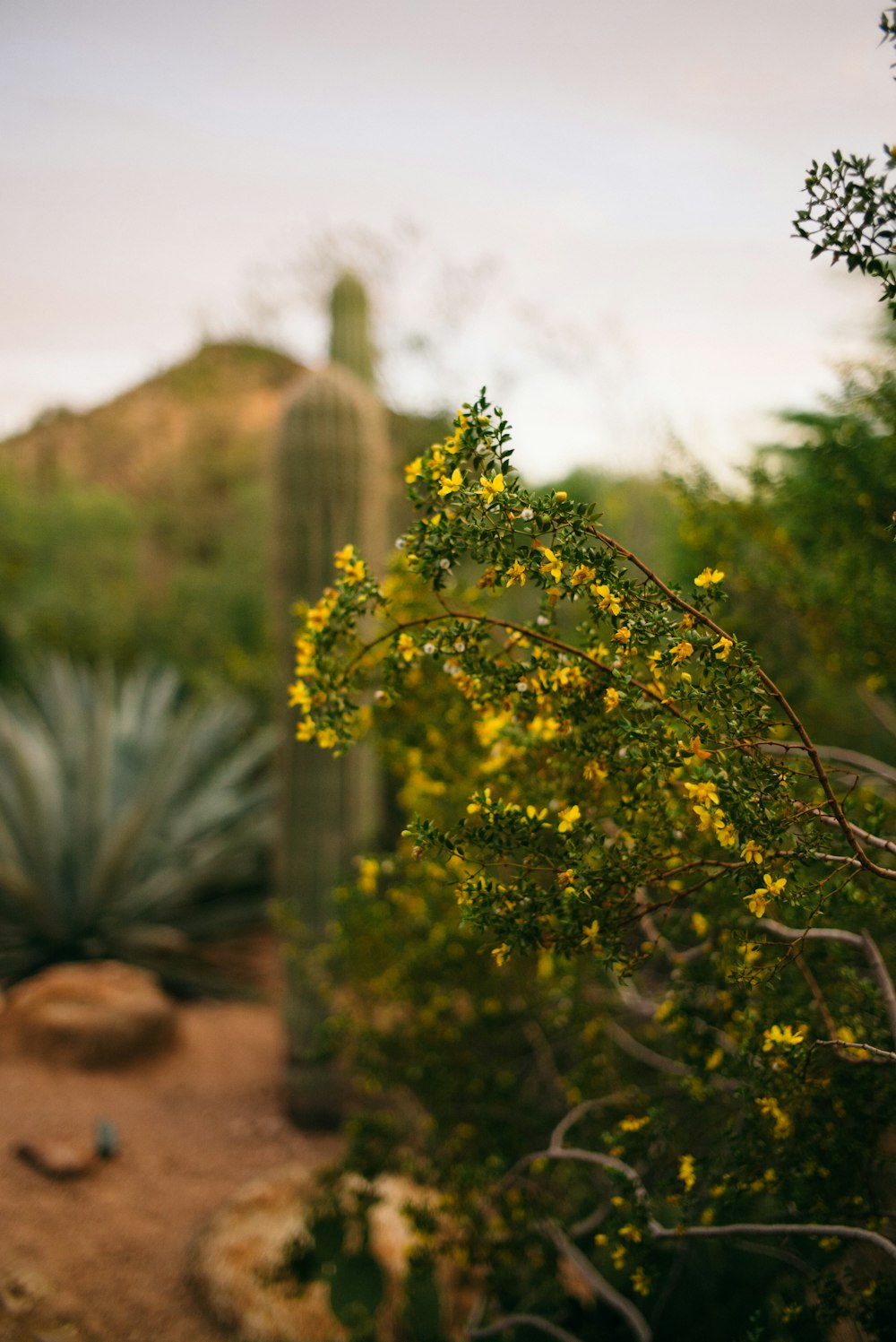 shallow focus photo of yellow flowers