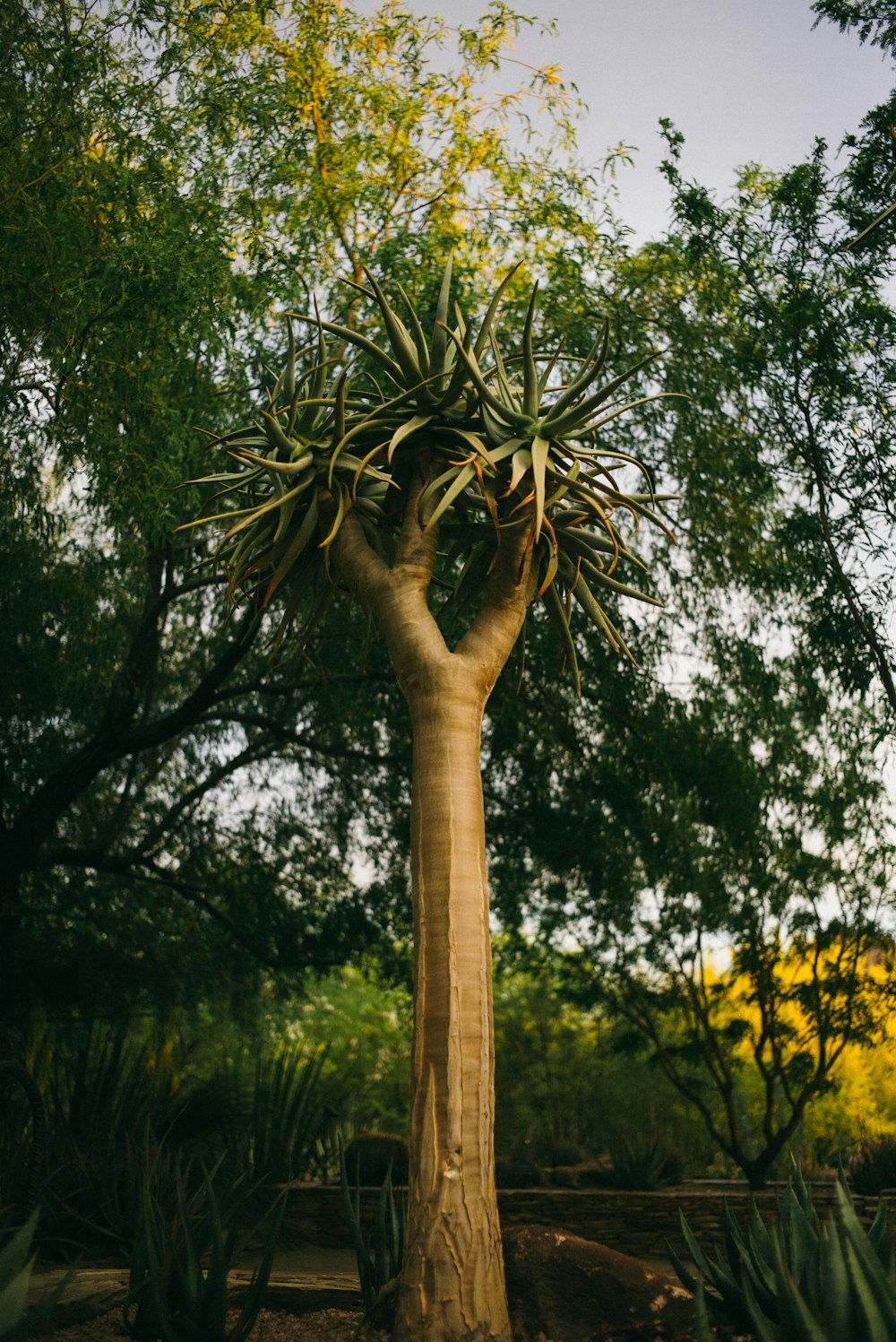 green tree