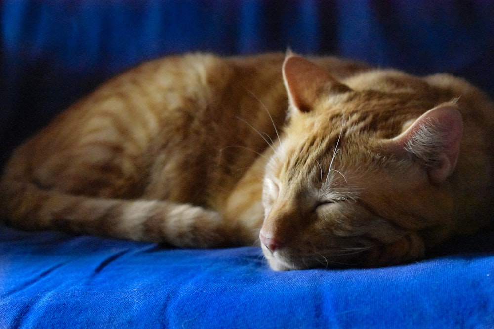 orange Tabby cat sleeping on blue textile