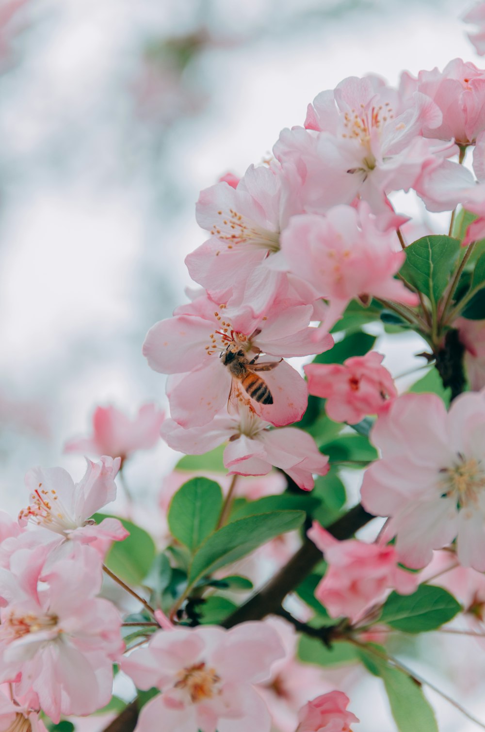 abeille sur fleur à pétales roses