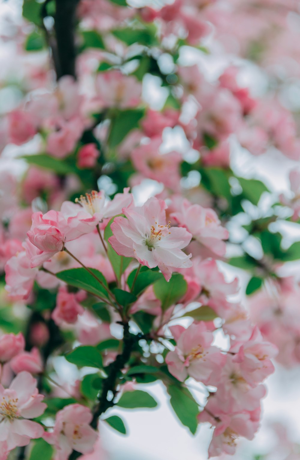 pink-petaled flowers