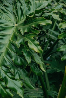Large lush green foliage with prominent veins and textured edges, conveying a sense of vitality and natural growth.