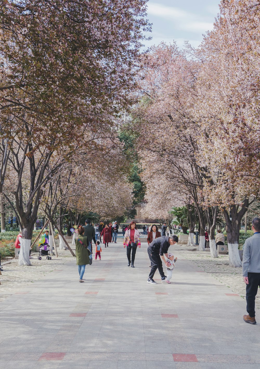 people walking near trees during daytime