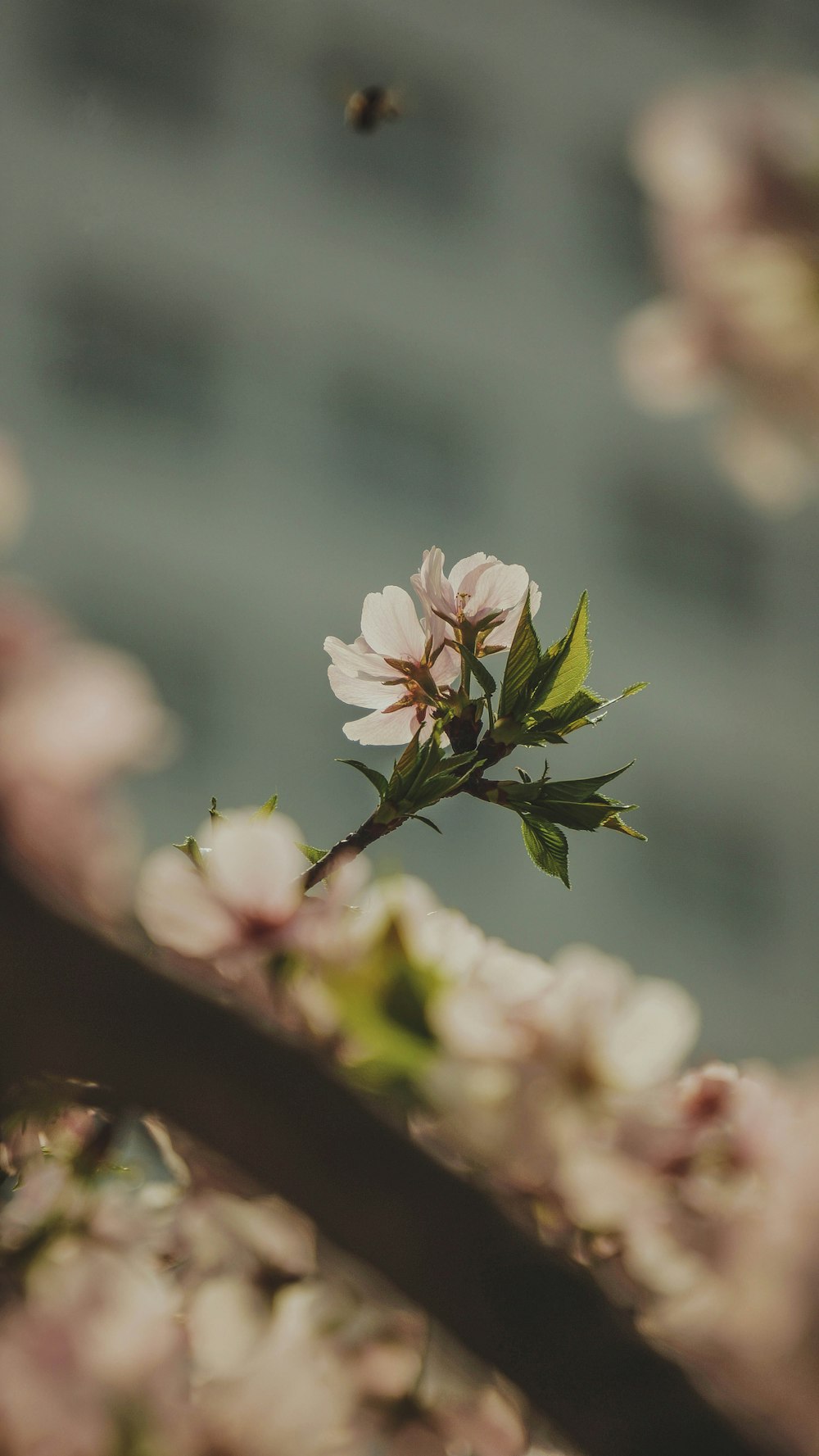 Selektive Fokusfotografie einer Biene, die über einer rosa Blume schwebt