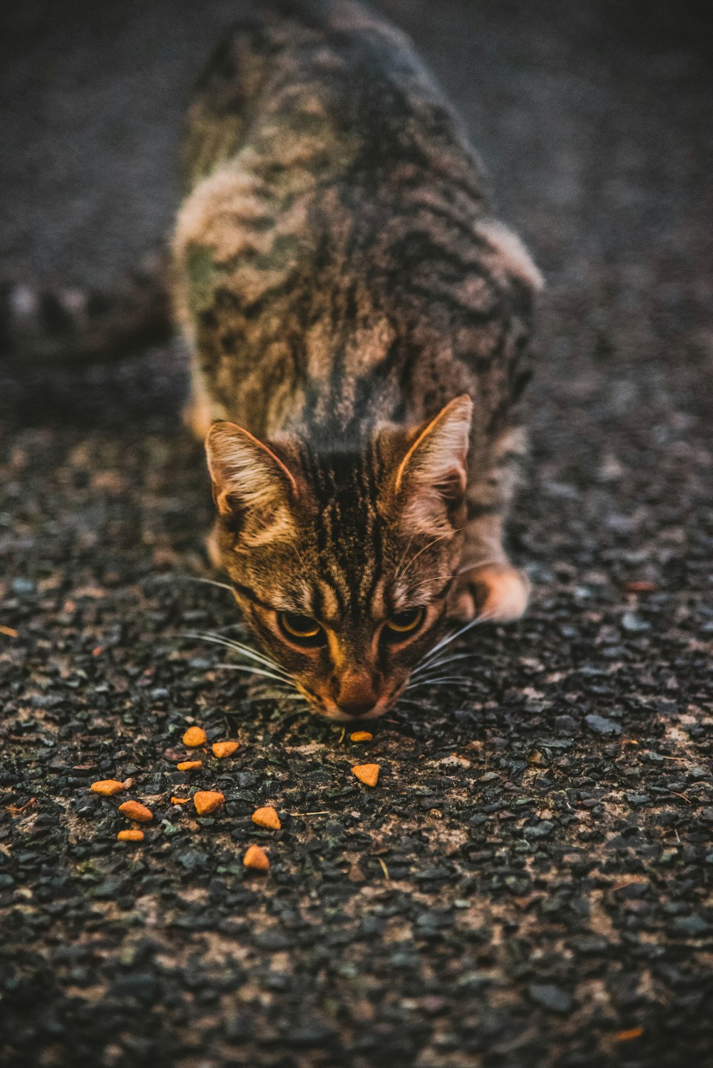 black and brown cat