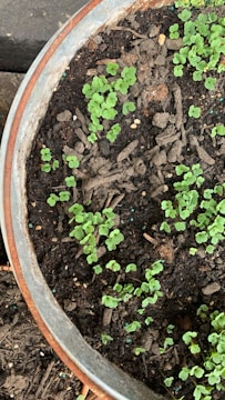 A metal pot filled with dark soil, in which numerous small green seedlings are sprouting. The seedlings are scattered across the surface, providing a vibrant contrast to the brown and black tones of the earth. The pot's rim is visible and slightly rusted, indicating outdoor use.