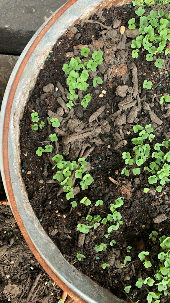 Garden Compost