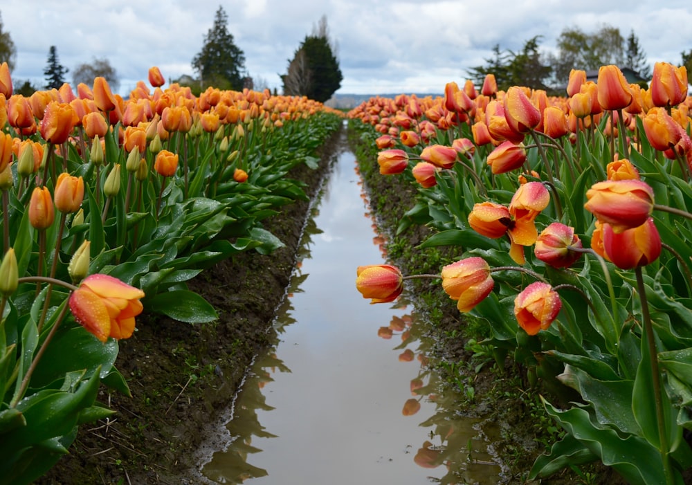 Foto mit flachem Fokus von orangefarbenen Blüten