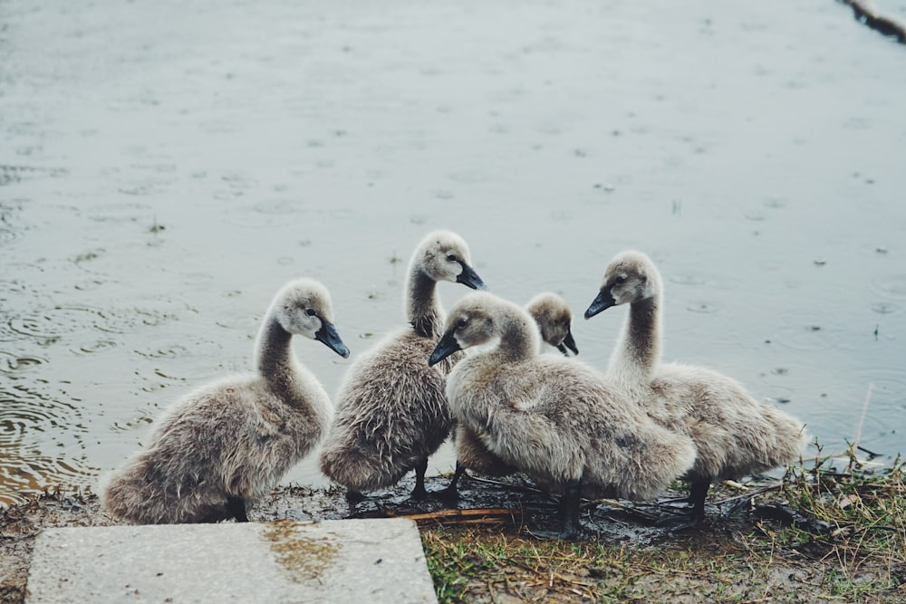 five gray ducks