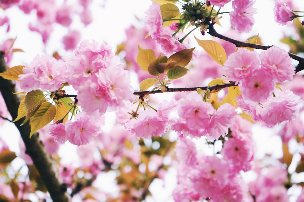 pink flowering tree