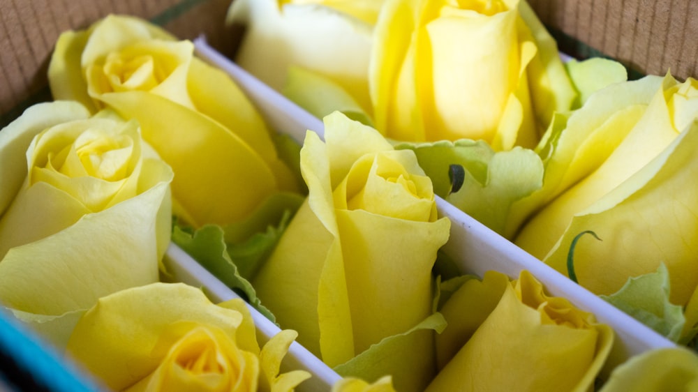 yellow roses with box