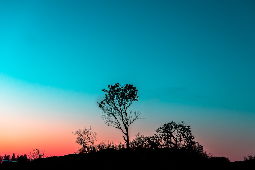 silhouette of trees