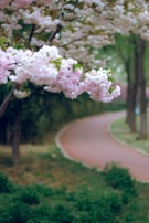 A peaceful walking path through Jackson Park lined with blooming flowers and tall trees.