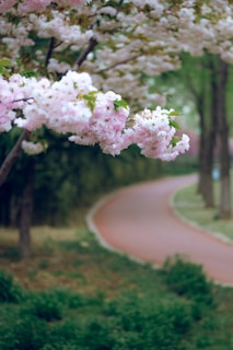 A peaceful walking path through Jackson Park lined with blooming flowers and tall trees.