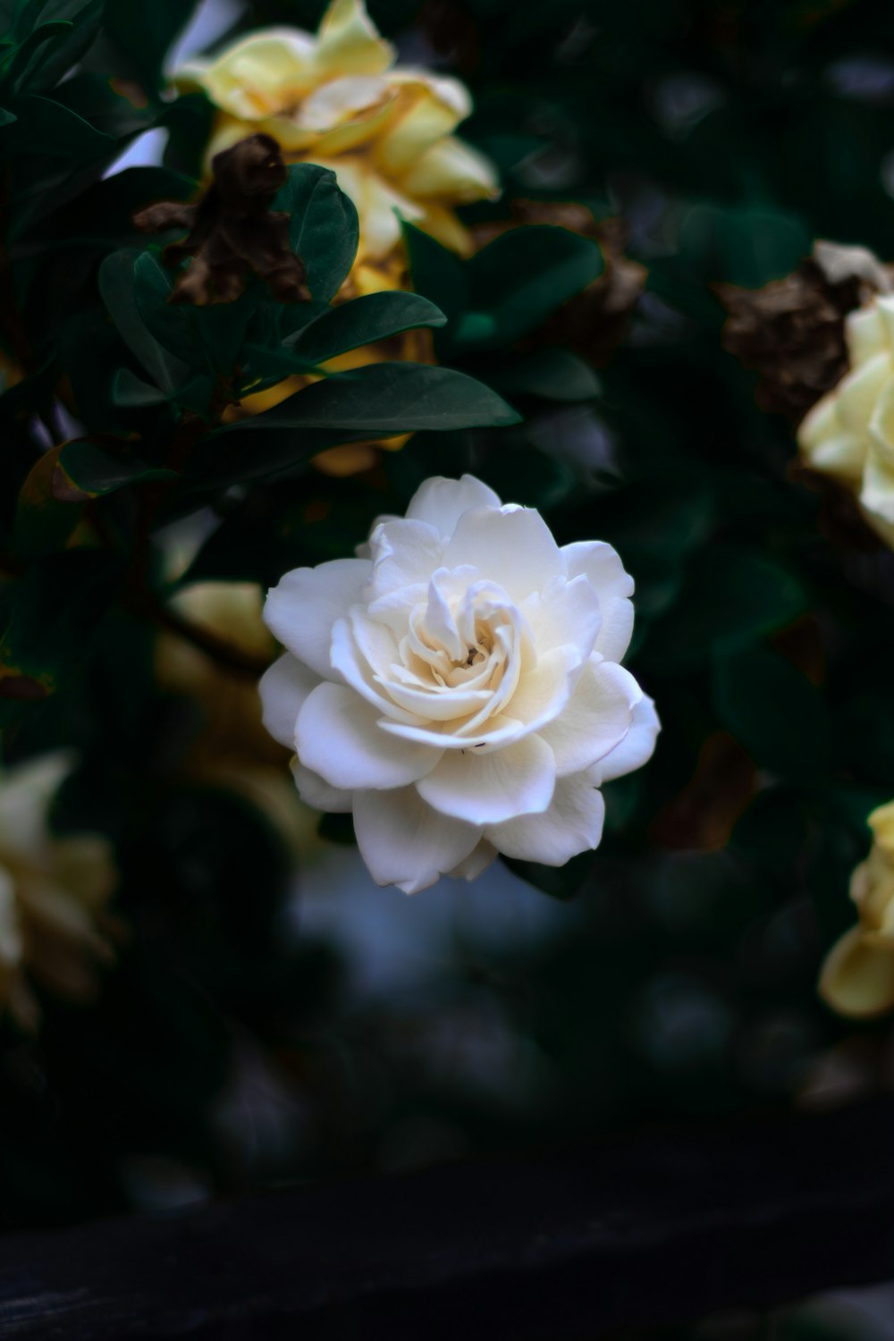 blooming white flower in pot